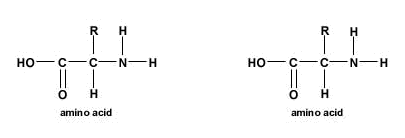 Peptide Bond Formation